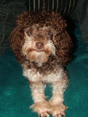 Image 46 of Tiny phantom HEALTH tested poodle for STUD ONLY