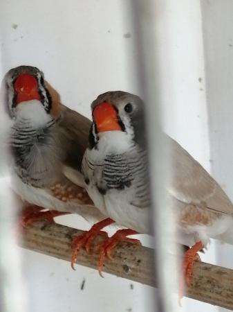 Image 5 of Zebra Finches For Sale Scunthorpe