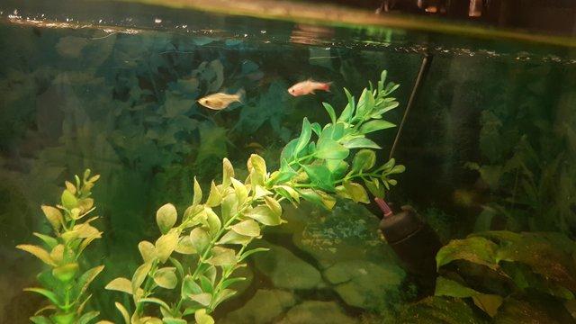 Image 5 of Half moon fish tank with 5 fish