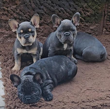 Image 6 of French bulldog puppies 2 girls