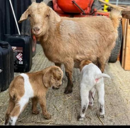 Image 1 of WANTED ENTIRE BOER GOAT MALE FOR 3 YEAR OLD FEMALE BOER