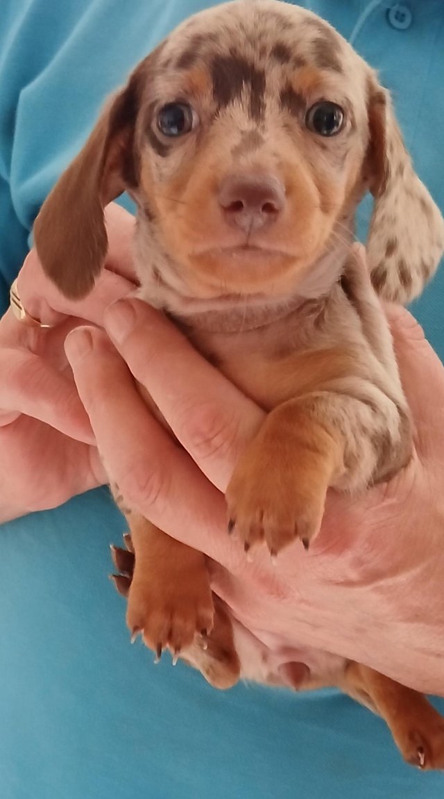 Preview of the first image of 4 beautiful Dachshund pups.
