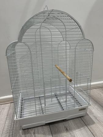 Image 3 of Pair of Exhibition budgies with large cage
