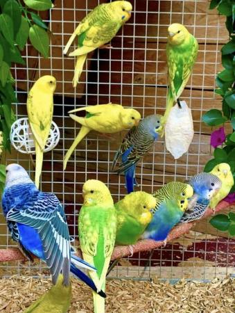 Image 8 of Fancy Mutation Baby Budgies - ready to leave