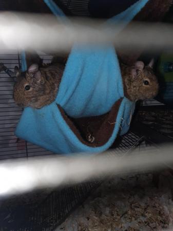 Image 6 of 2 Male Degus with Complete Set Up For Sale