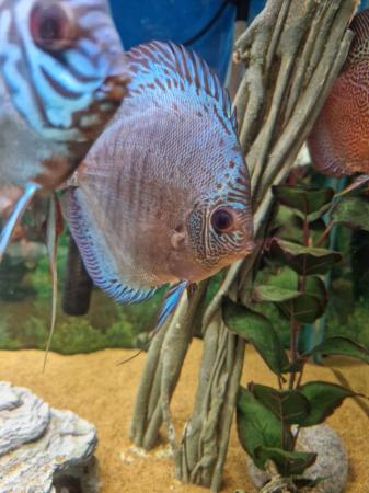 Image 7 of Stunning Stendker Discus for sale