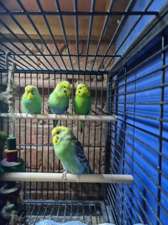 Image 4 of Female budgies. Good feather and nice colours