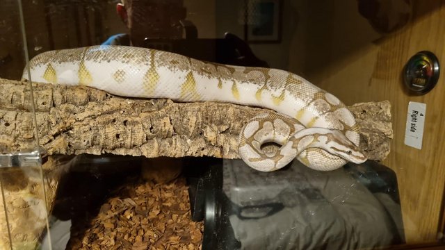 Image 3 of Adult Bumblebee Royal Python (NO ENCLOSURE INCLUDED)