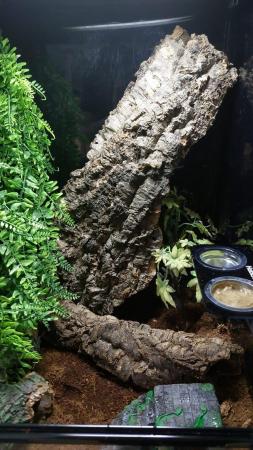 Image 4 of Pintails crested gekko and terrarium for sale