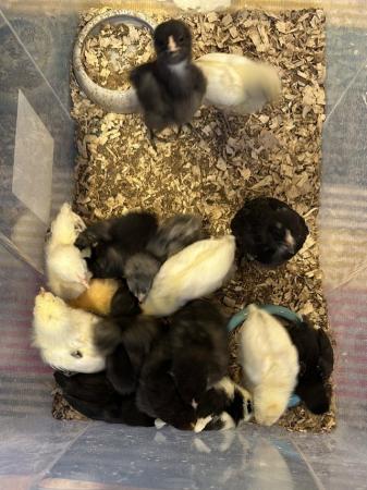 Image 7 of Chicks and hatching eggs for sale-also cocks and hens
