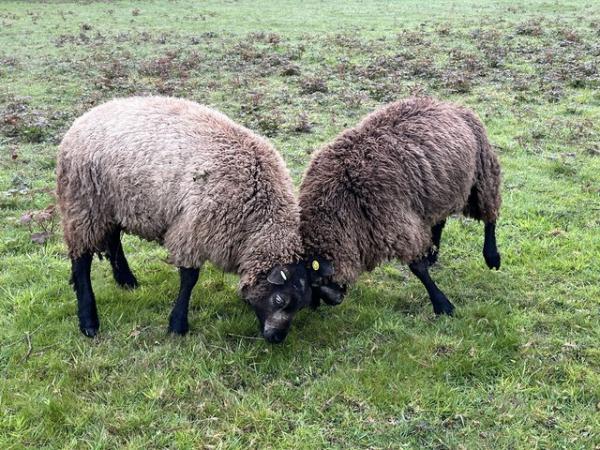 Image 3 of 7/8th Blue Texel entire Ram Hoggs.
