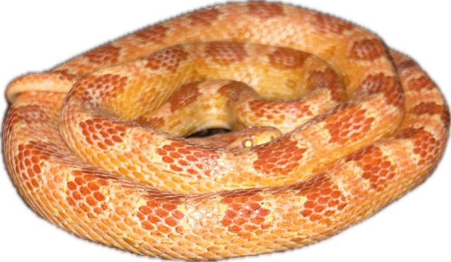 Image 6 of Stunning adult corn snakes
