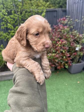 Image 7 of Working Cocker Spaniel Puppies