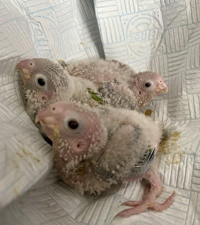 Preview of the first image of Baby parrots (conures) silly tame hand reared.