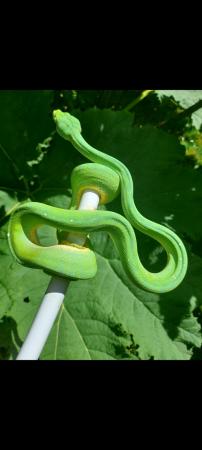 Image 11 of Aru x cyclops male green tree python