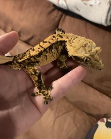 Image 1 of Male Crested gecko for sale