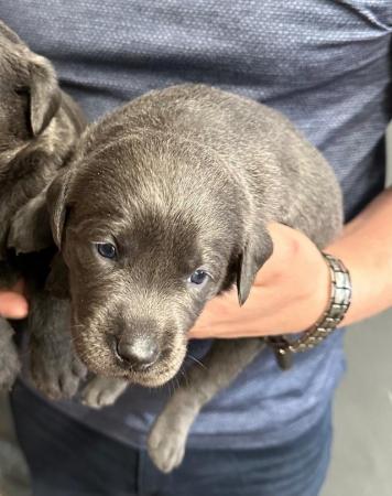 Image 17 of Stunning - Silver & Charcoal Labrador Pups