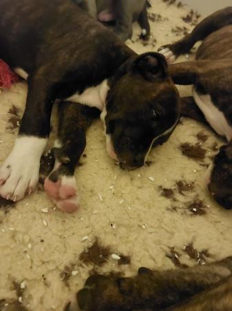 Image 7 of Beautiful Staffordshire bull terriers puppys