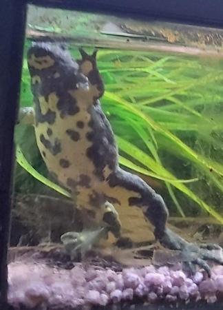 Image 3 of Yellow Fire Bellied Toads 8 weeks old now available