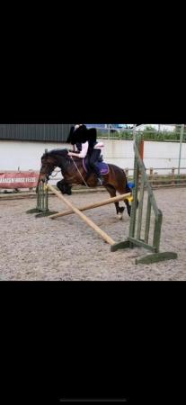 Image 1 of Biscuit - Native pony (13.1hh / 11years old)