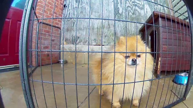 Image 6 of Reserve now... pedigree show quality pomeranian puppies
