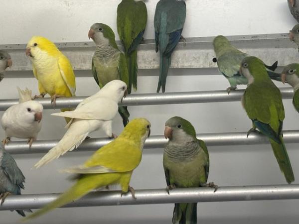 Image 1 of Various Quaker parakeets available