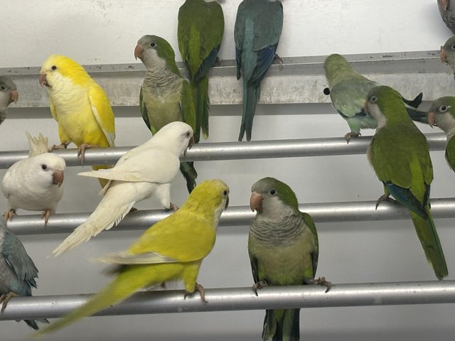 Preview of the first image of Various Quaker parakeets available.