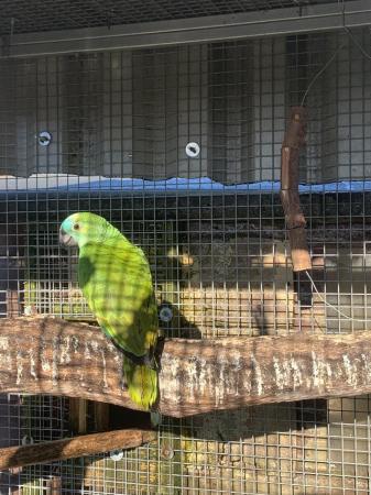 Image 2 of Amazon Parrot for sale outside bird