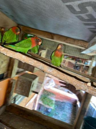 Image 2 of Fisher Love birds pairs for sale