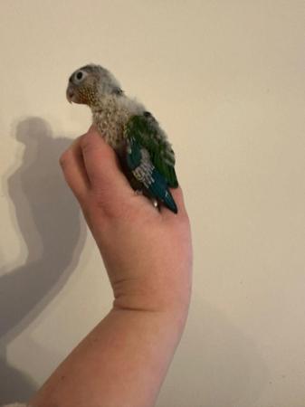 Image 5 of Beautiful baby Conures ready to be reserved