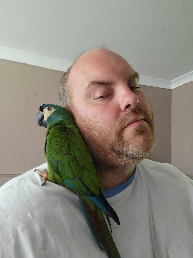 Preview of the first image of Lost parrot. Kingswood bristol area.