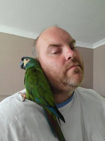 Image 1 of Lost parrot. Kingswood bristol area