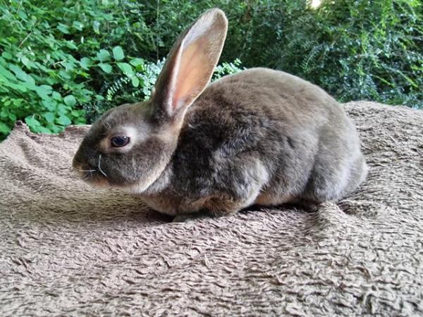 Image 1 of 4 Mini rex rabbits left looking for their forever homes