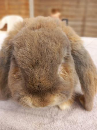 Image 3 of Beautiful male french lop