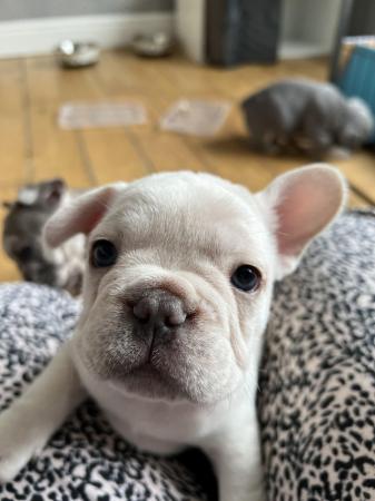 Image 9 of Gorgeous French bulldogs