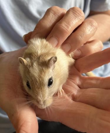 Image 3 of Male Gerbils available for sale