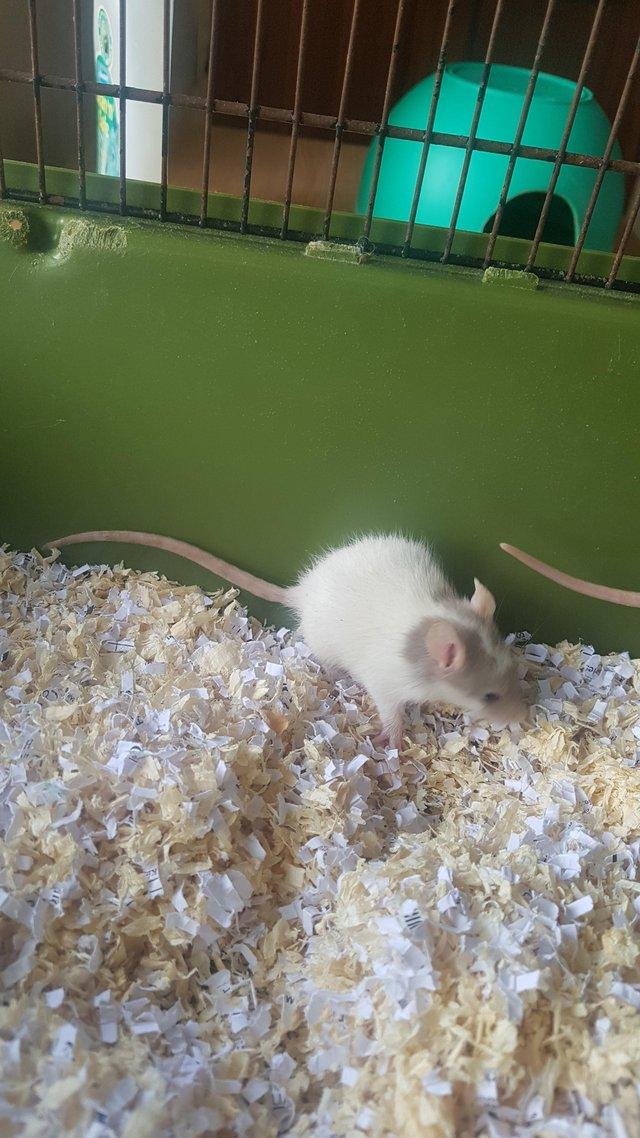 Preview of the first image of 14 week old Female mice for sale.