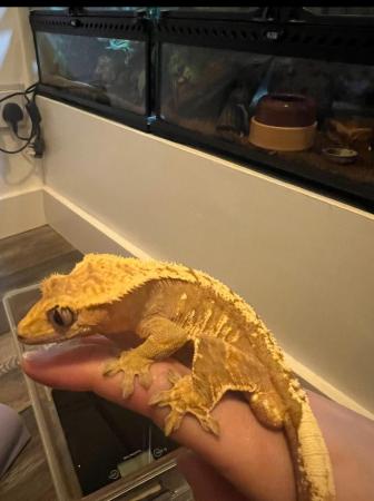 Image 6 of Flame Male Crested Gecko 35g