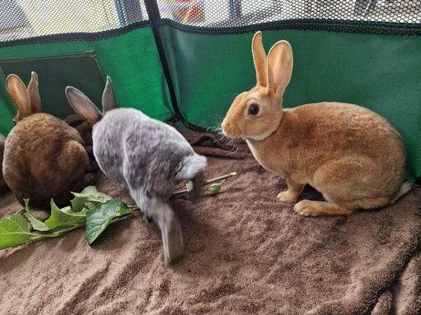 Image 11 of 4 Mini rex rabbits left looking for their forever homes
