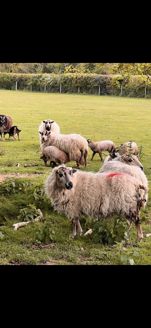 Preview of the first image of Welsh Badger Faced Ewes and Lambs.