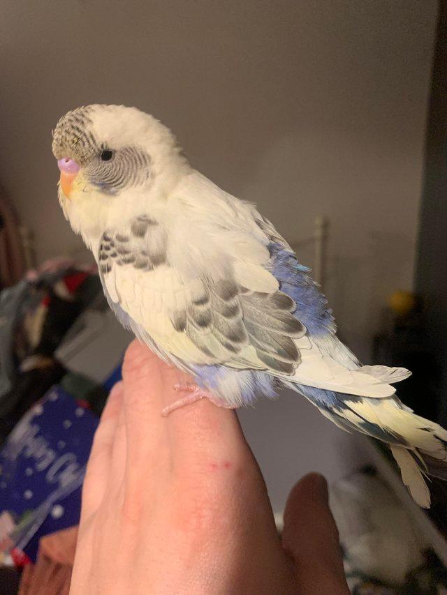 Preview of the first image of Baby hand tame hand reared budgies.