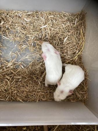 Image 3 of For Sale Baby Guinea Pigs
