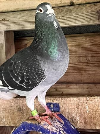 Image 4 of Racing pigeons for sale good birds