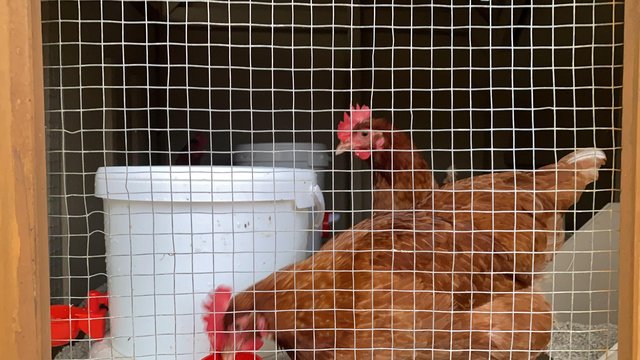 Preview of the first image of Laying Rhode red island hen for sale.