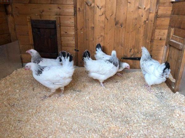 Image 63 of *POULTRY FOR SALE,EGGS,CHICKS,GROWERS,POL PULLETS*
