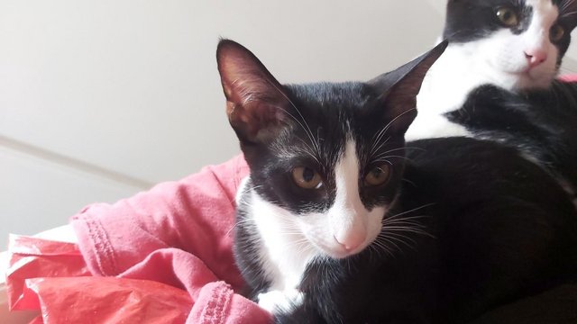 Stunning Oriental Kittens BLACK AND WHITE 3 BOYS for sale in Biggleswade, Bedfordshire - Image 10