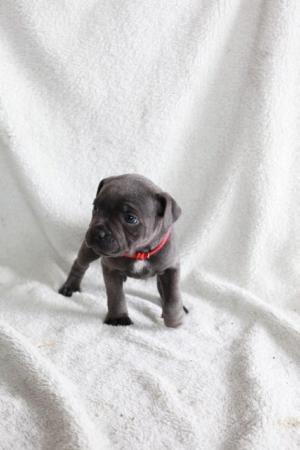 Image 25 of beautiful champion blue Staffordshire bull terrier puppies