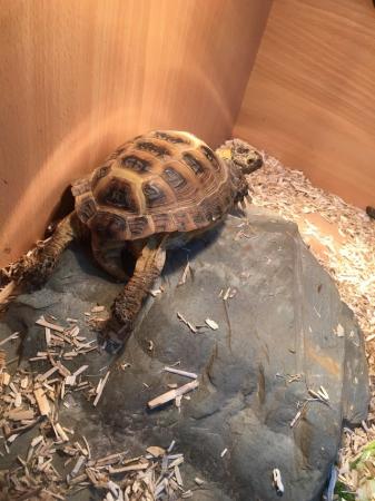 Image 2 of 15 year old Male Horsfield (Russian) tortoise for sale