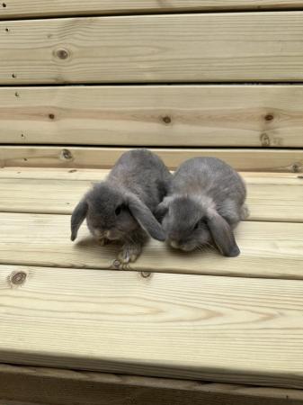 Image 5 of Mini lop baby rabbits male and female
