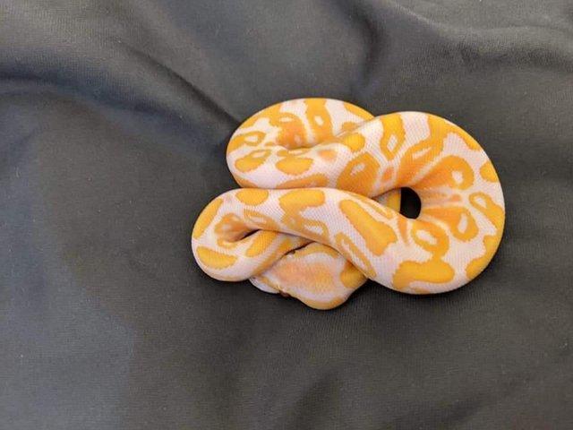 Preview of the first image of Lavander Albino Royal Python.